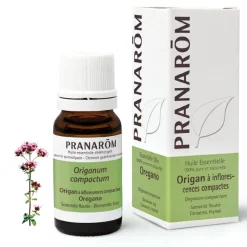 Origan à inflorescences compactes